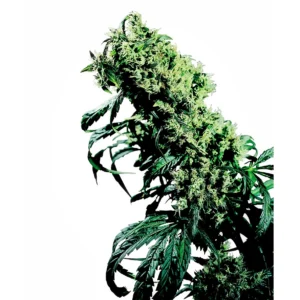 Sensi Seeds Northern Lights #5 x Haze regulär