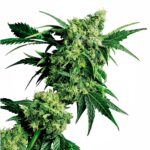 Sensi Seeds Mr Nice G13 x Hash Plant regulär