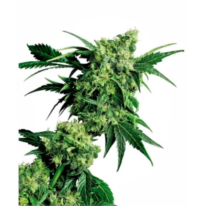 Sensi Seeds Mr Nice G13 x Hash Plant regulär
