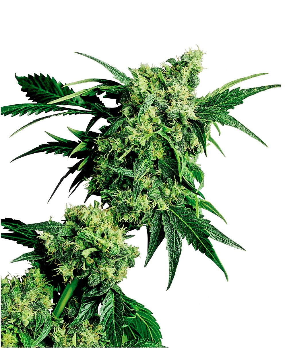 Sensi Seeds Mr Nice G13 x Hash Plant regulär