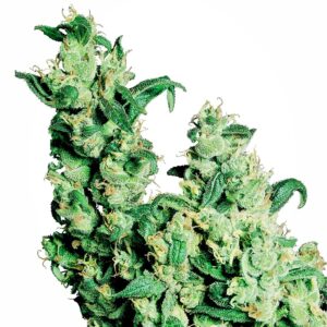 Sensi Seeds Jack Herer regulär