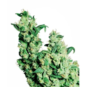 Sensi Seeds Jack Herer regulär