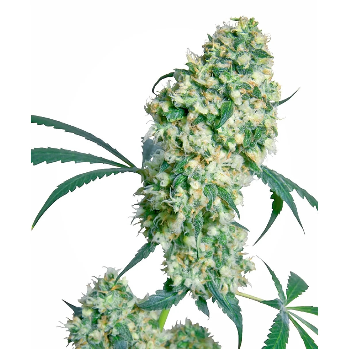 Sensi Seeds Ed Rosenthal Superbud regulär