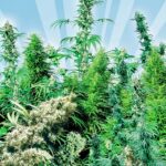 Sensi Seeds Outdoor Mix regulär