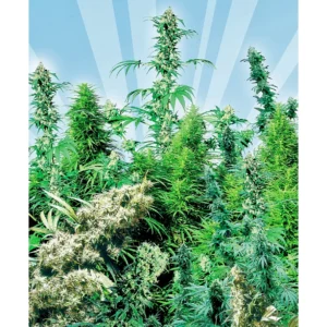 Sensi Seeds Outdoor Mix regulär