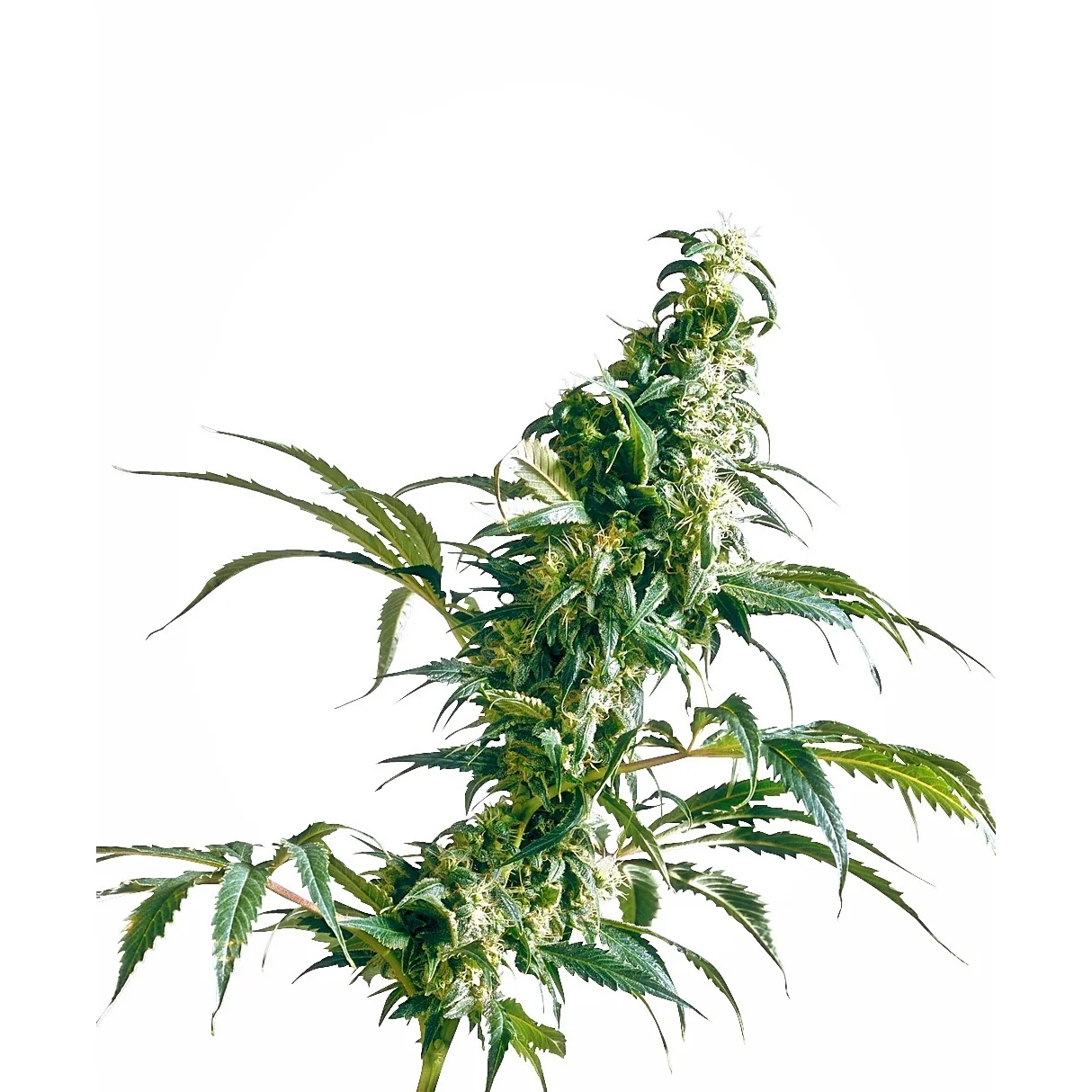 Sensi Seeds Mexican Sativa regulär