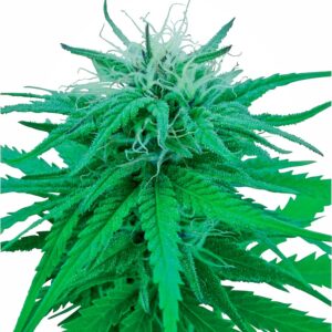 Sensi Seeds Ruderalis Indica regulär