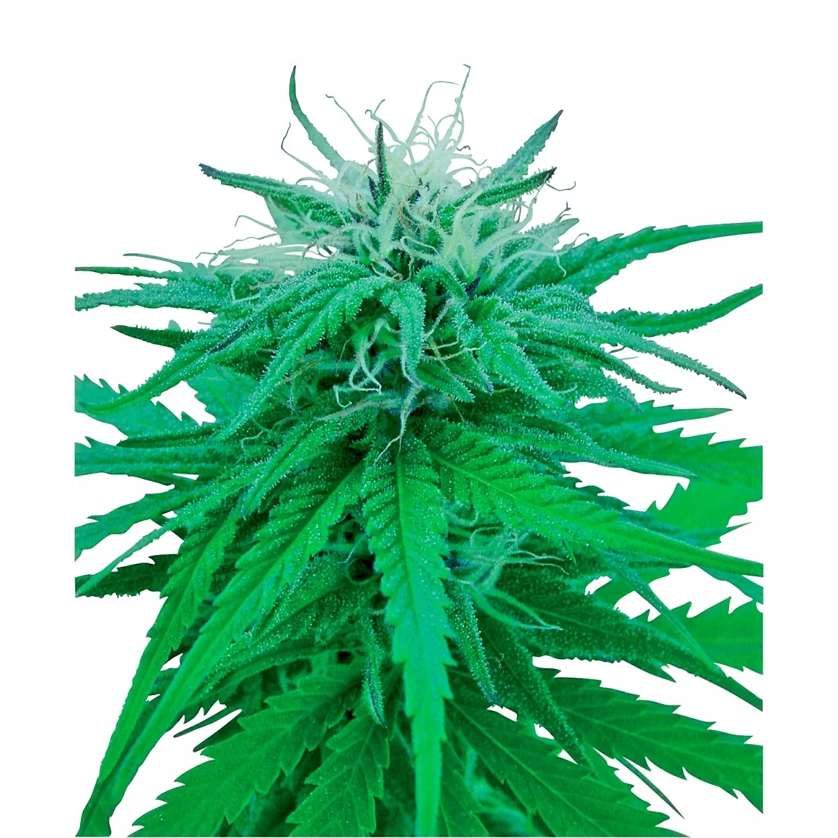 Sensi Seeds Ruderalis Indica regulär