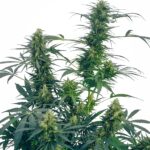 Sensi Seeds Guerrilla's Gusto regulär