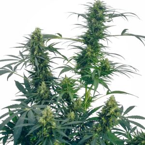 Sensi Seeds Guerrilla’s Gusto regulär