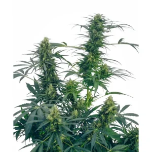 Sensi Seeds Guerrilla’s Gusto regulär