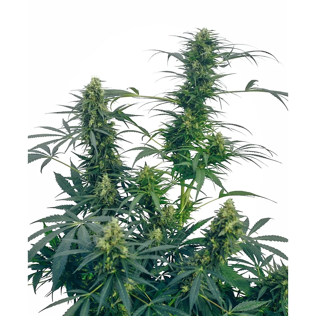 Sensi Seeds Guerrilla's Gusto regulär