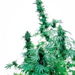Sensi Seeds Early Skunk regulär