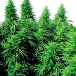 Sensi Seeds Ruderalis Skunk regulär