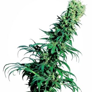 Sensi Seeds Early Pearl regulär