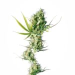 Sensi Seeds Durban regulär