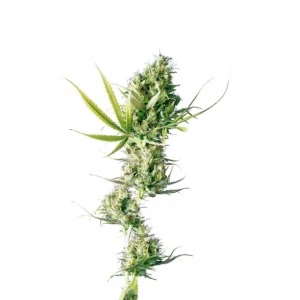 Sensi Seeds Durban regulär