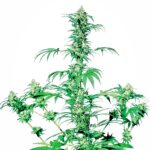 Sensi Seeds Early Girl regulär