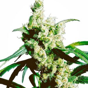 Sensi Seeds Silver Haze regulär