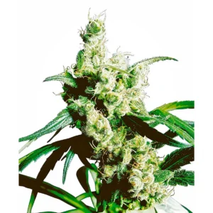 Sensi Seeds Silver Haze regulär