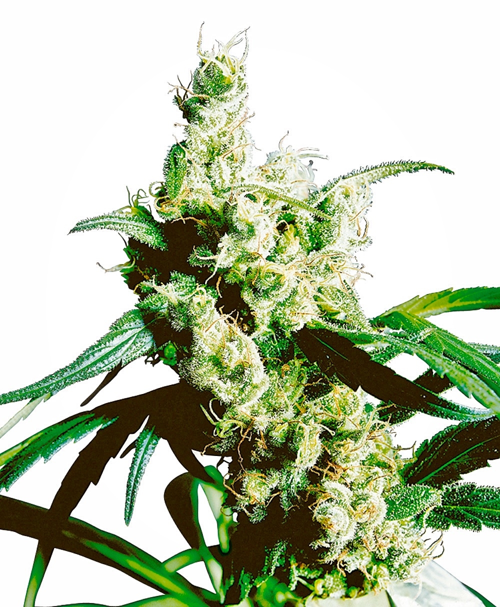 Sensi Seeds Silver Haze regulär