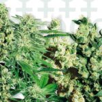 Sensi Seeds Mixed feminisiert