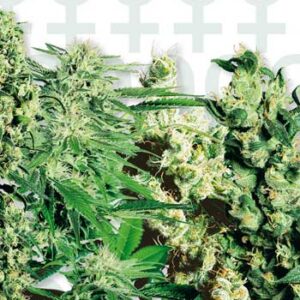 Sensi Seeds Mixed feminisiert
