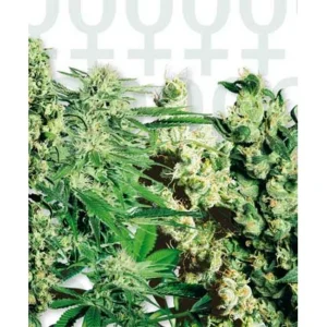 Sensi Seeds Mixed feminisiert
