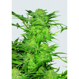 Nirvana Seeds AK-48 regulär
