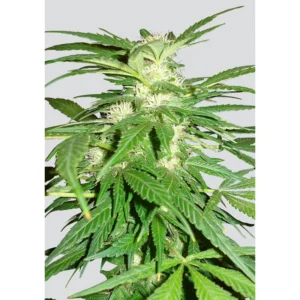 Nirvana Seeds Aurora Indica regulär