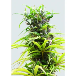 Nirvana Seeds Hawaii Maui Waui regulär