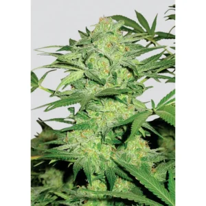 Nirvana Seeds Northern Light regulär