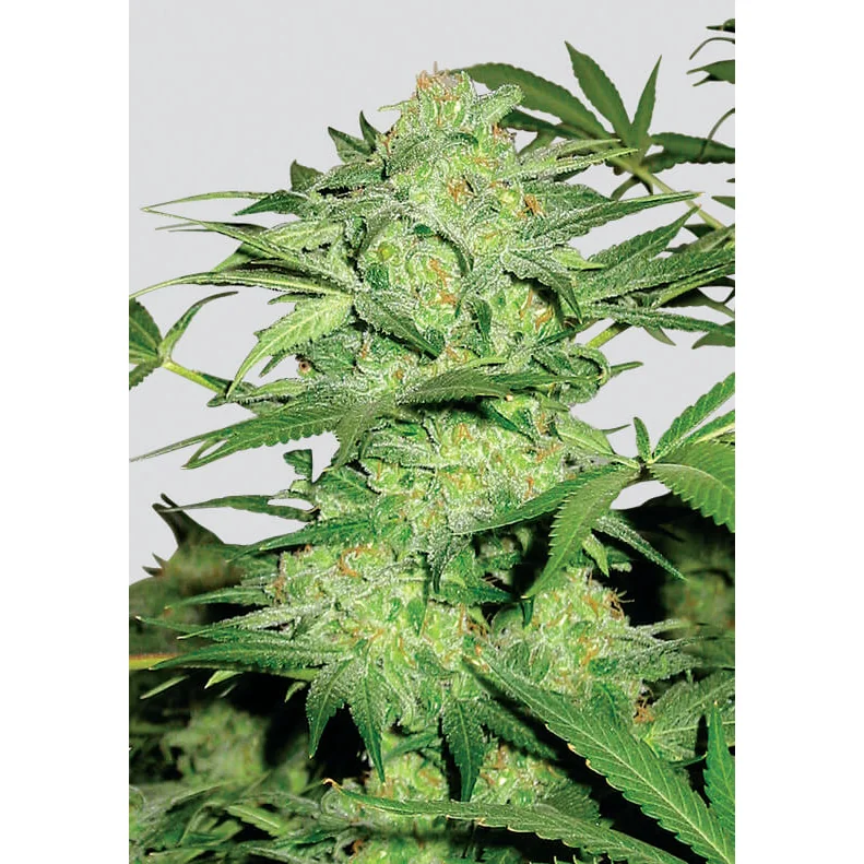 Nirvana Seeds Northern Light regulär