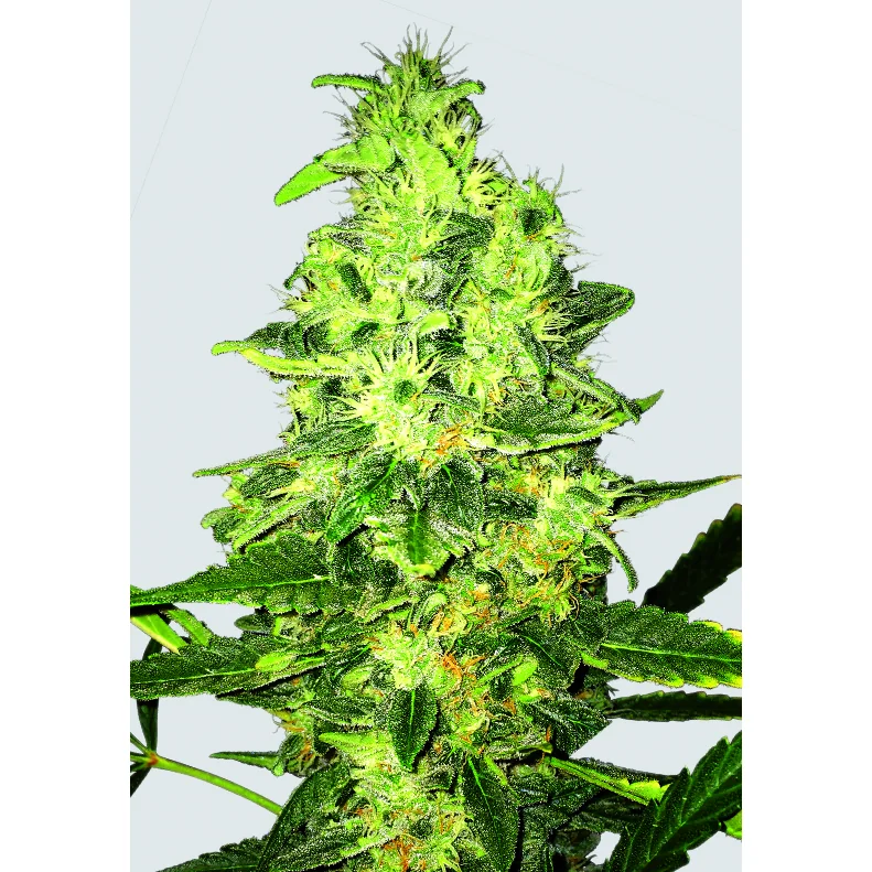 Nirvana Seeds Super Skunk regulär