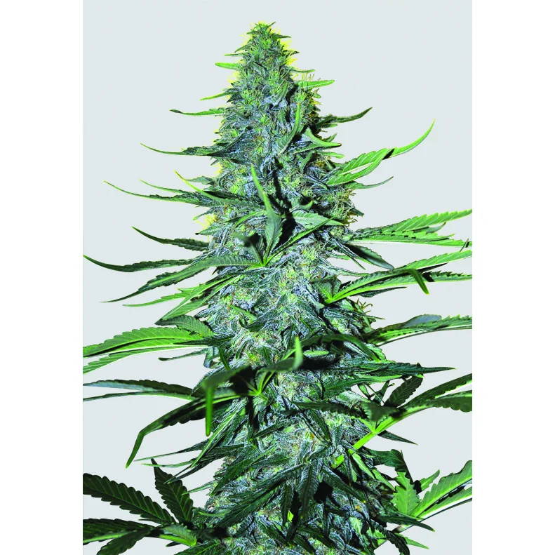 Nirvana Seeds White Widow regulär