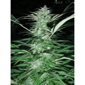 Serious Seeds Serious 6 regulär