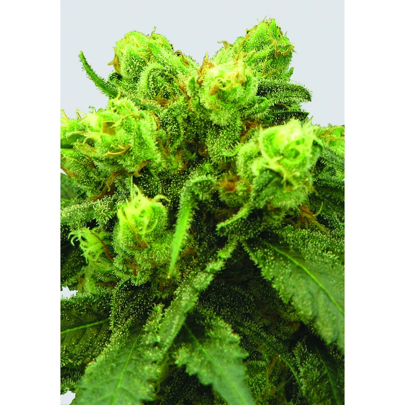 Nirvana Seeds Big Bud regulär