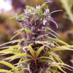 Nirvana Seeds Durban Poison feminisiert