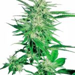 Sensi Seeds Big Bud feminisiert
