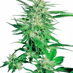 Sensi Seeds Big Bud feminisiert