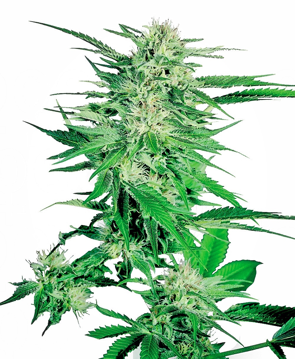 Sensi Seeds Big Bud feminisiert