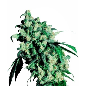 Sensi Seeds Super Skunk feminisiert