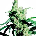 Sensi Seeds Silver Haze feminisiert