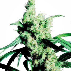 Sensi Seeds Silver Haze feminisiert