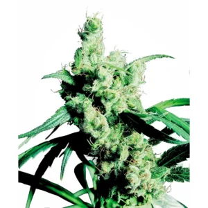 Sensi Seeds Silver Haze feminisiert