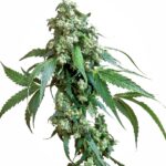 Sensi Seeds Jack Flash #5 feminisiert