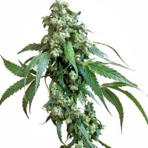 Sensi Seeds Jack Flash #5 feminisiert
