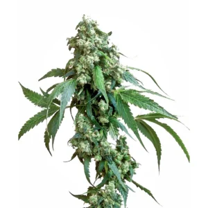 Sensi Seeds Jack Flash #5 feminisiert