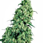 Sensi Seeds Skunk #1 feminisiert