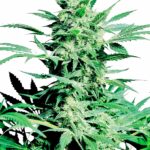 Sensi Seeds Shiva Skunk feminisiert